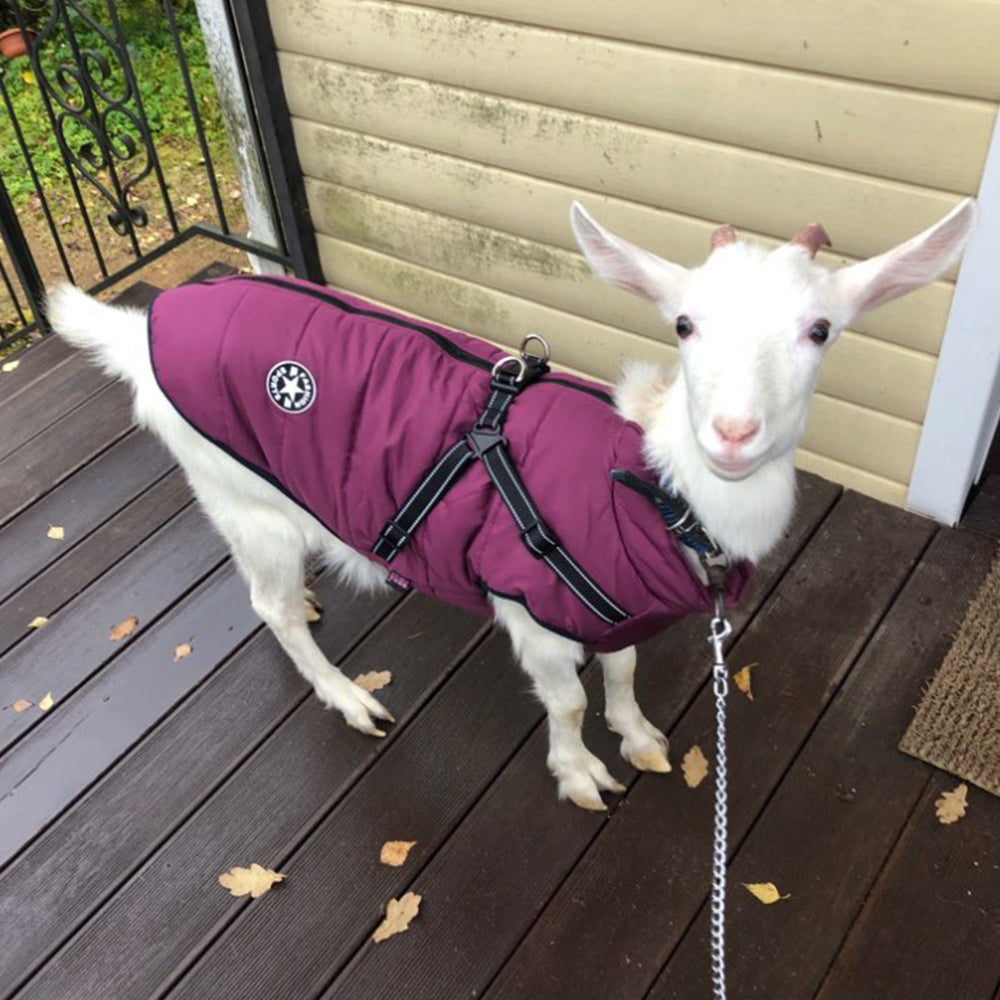 🐶 Warm Waterproof Dog Jacket with Harness